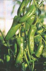 BSS 213 Siddhi F1 HYBRID CHILLY (KALASH SEEDS) - Farmers Stop