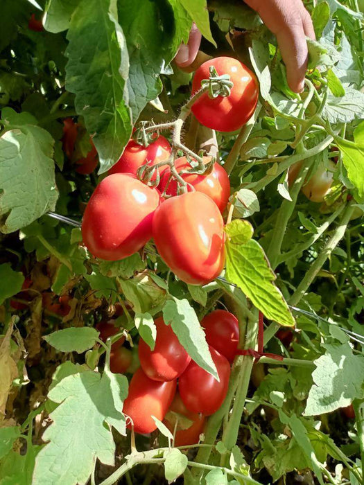 Champ 33 F1 Hybrid Tomato (BASF | Nunhems) - Farmers Stop