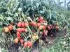 Champ 33 F1 Hybrid Tomato (BASF | Nunhems) - Farmers Stop