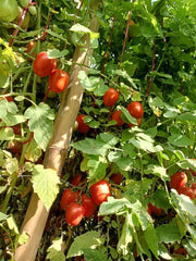 Champ 33 F1 Hybrid Tomato (BASF | Nunhems) - Farmers Stop
