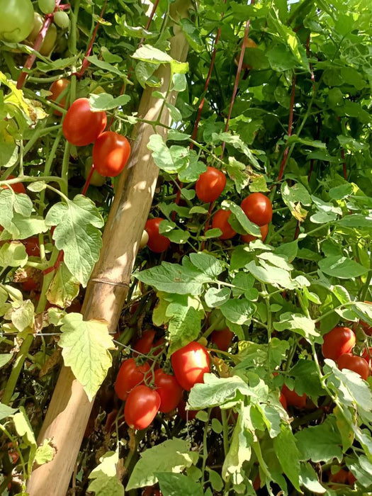 Champ 33 F1 Hybrid Tomato (BASF | Nunhems) - Farmers Stop