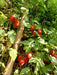 Champ 33 F1 Hybrid Tomato (BASF | Nunhems) - Farmers Stop