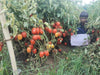 Champ 33 F1 Hybrid Tomato (BASF | Nunhems) - Farmers Stop