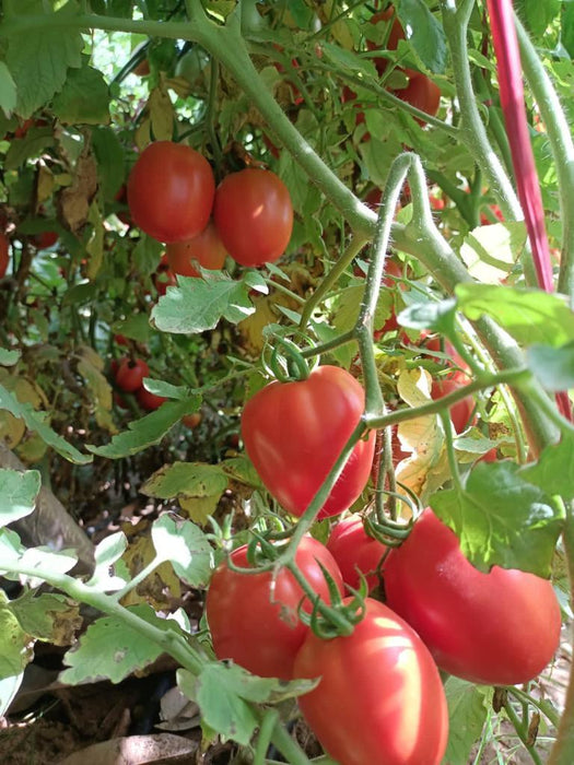 Champ 33 F1 Hybrid Tomato (BASF | Nunhems) - Farmers Stop