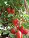 Champ 33 F1 Hybrid Tomato (BASF | Nunhems) - Farmers Stop
