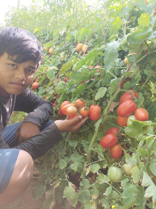 Champ 33 F1 Hybrid Tomato (BASF | Nunhems) - Farmers Stop