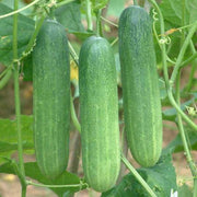 Thai Green Hybrid Cucumber Seeds - Farmers Stop