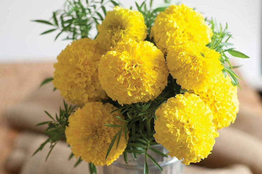 Yellow Marigold Pusa Basanti (Garden Festival's) - Farmers Stop
