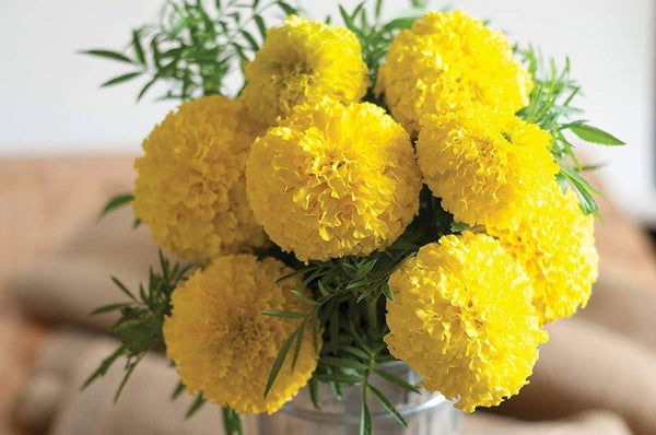 Yellow Marigold Pusa Basanti (Garden Festival's) - Farmers Stop