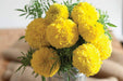 Yellow Marigold Pusa Basanti (Garden Festival's) - Farmers Stop