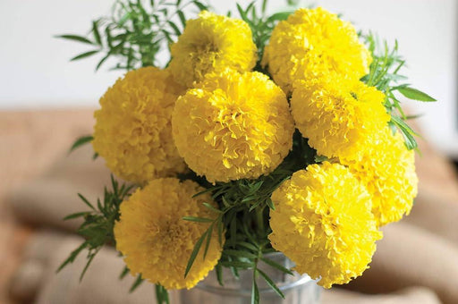 Yellow Marigold Pusa Basanti (Garden Festival's) - Farmers Stop
