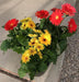 Gerbera Jamesonii F1 California Mix (Garden Festival) - Farmers Stop