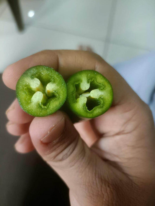 KS-JALAPENO Hybrid F1 Chilli (Konico Seeds) - Farmers Stop