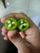 KS-JALAPENO Hybrid F1 Chilli (Konico Seeds) - Farmers Stop