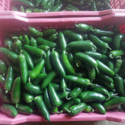 KS-JALAPENO Hybrid F1 Chilli (Konico Seeds) - Farmers Stop