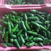KS-JALAPENO Hybrid F1 Chilli (Konico Seeds) - Farmers Stop
