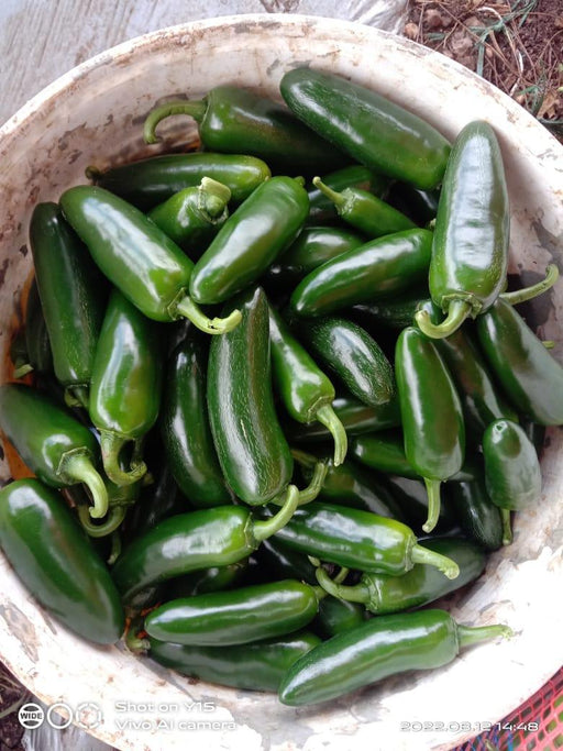 KS-JALAPENO Hybrid F1 Chilli (Konico Seeds) - Farmers Stop