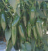 KS-JALAPENO Hybrid F1 Chilli (Konico Seeds) - Farmers Stop