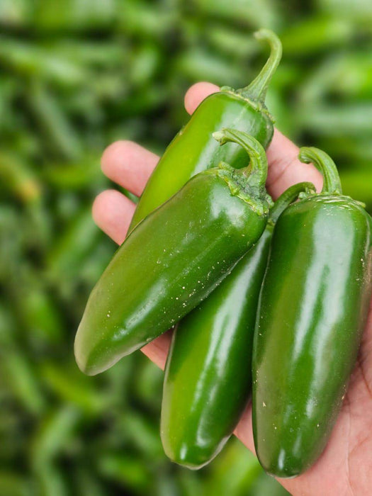 KS-JALAPENO Hybrid F1 Chilli (Konico Seeds) - Farmers Stop