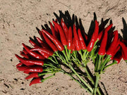 Parvati Upright Hybrid F1 Chilli (Konico Seeds) - Farmers Stop