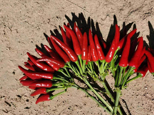 Parvati Upright Hybrid F1 Chilli (Konico Seeds) - Farmers Stop