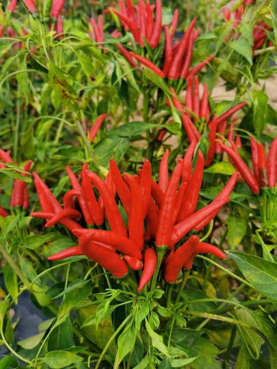 Parvati Upright Hybrid F1 Chilli (Konico Seeds) - Farmers Stop