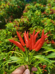 Parvati Upright Hybrid F1 Chilli (Konico Seeds) - Farmers Stop