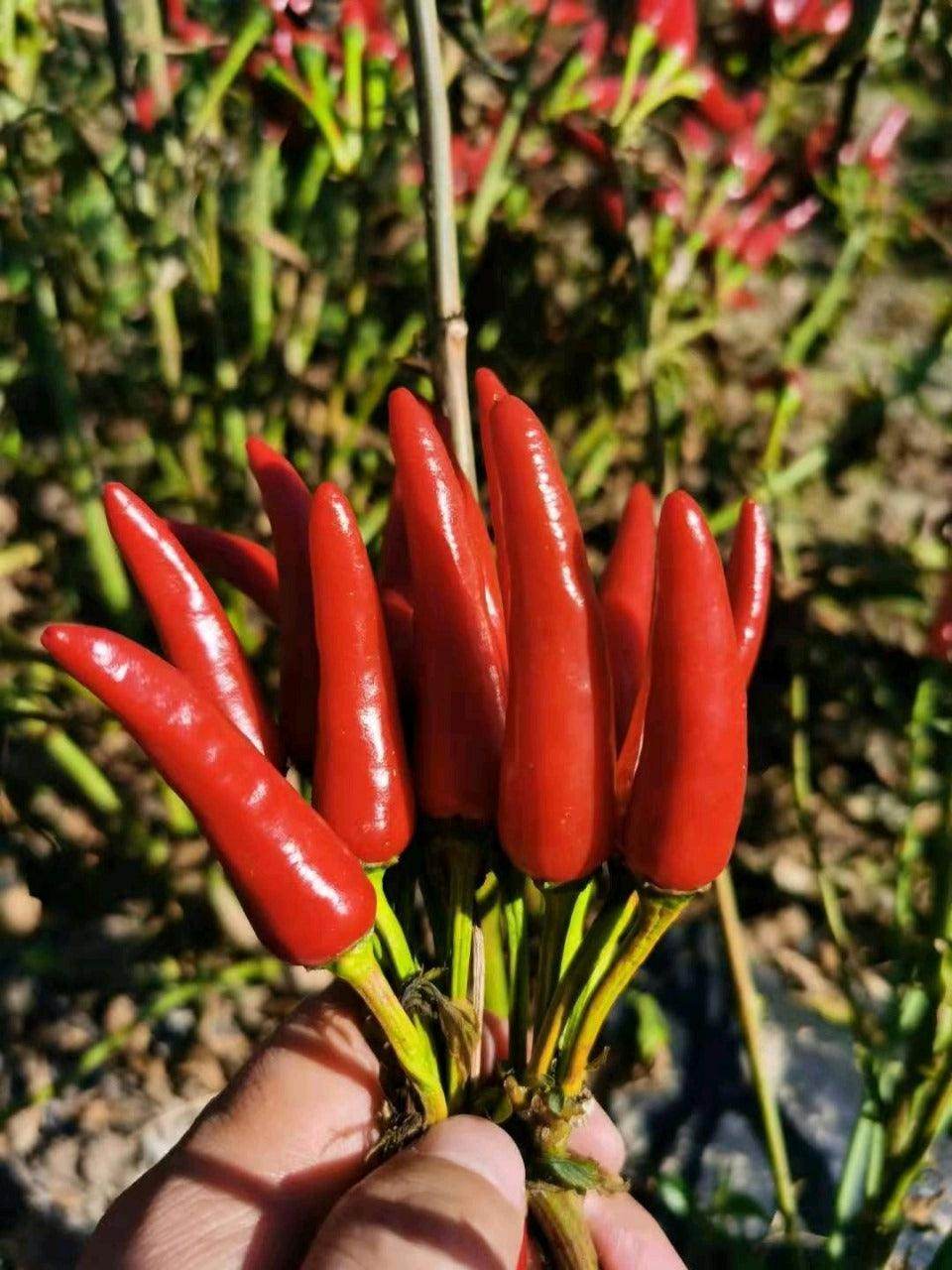Parvati Upright Hybrid F1 Chilli (Konico Seeds) - Farmers Stop