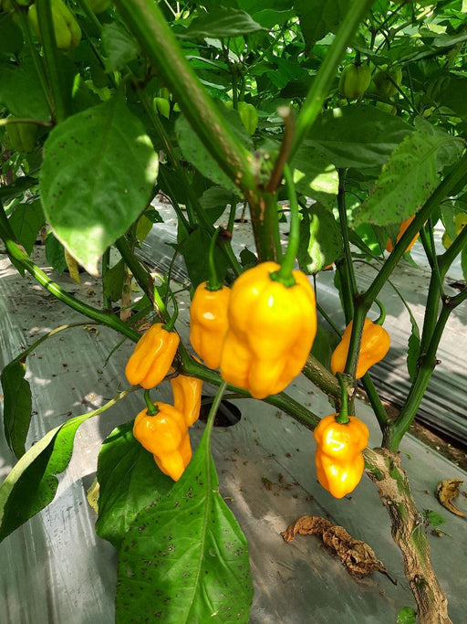 Sonali Exotic Habanero Hybrid F1 Chilli (Konico Seeds) - Farmers Stop