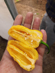 Sonali Exotic Habanero Hybrid F1 Chilli (Konico Seeds) - Farmers Stop