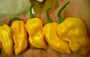 Sonali Exotic Habanero Hybrid F1 Chilli (Konico Seeds) - Farmers Stop