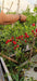 RedFire Exotic Habanero Hybrid F1 Red Chilli (Konico Seeds) - Farmers Stop