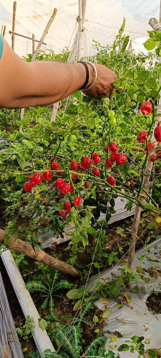 RedFire Exotic Habanero Hybrid F1 Red Chilli (Konico Seeds) - Farmers Stop