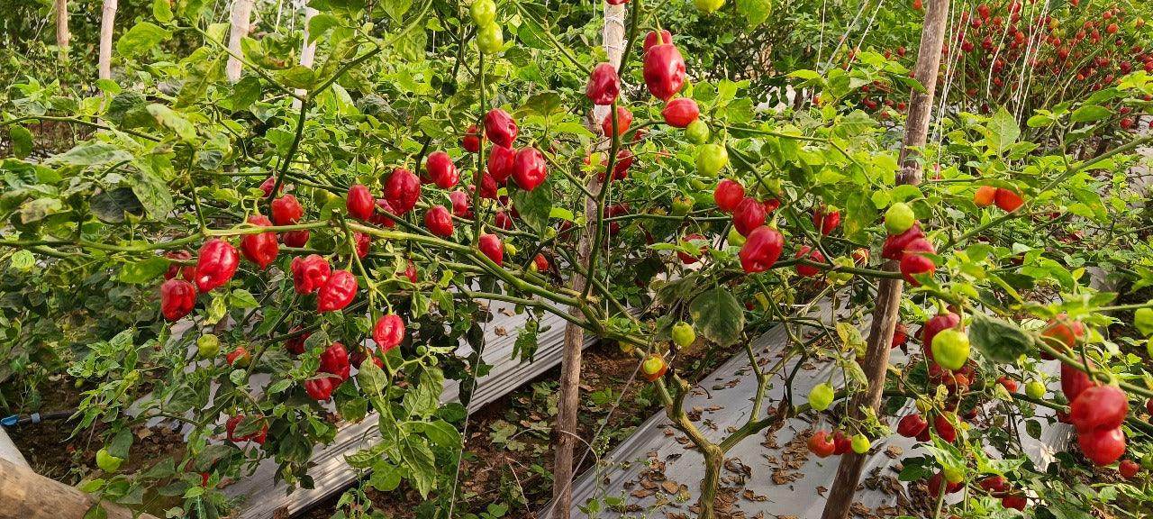 RedFire Exotic Habanero Hybrid F1 Red Chilli (Konico Seeds) - Farmers Stop