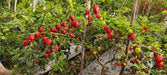 RedFire Exotic Habanero Hybrid F1 Red Chilli (Konico Seeds) - Farmers Stop
