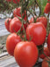 PRECIOUS F1 Hybrid Tomato - Wilt Resistant (Known You Seeds) - Farmers Stop