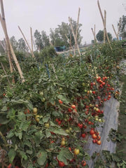 PRECIOUS F1 Hybrid Tomato - Wilt Resistant (Known You Seeds) - Farmers Stop