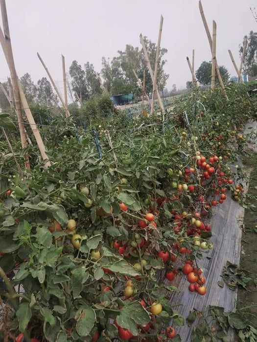 PRECIOUS F1 Hybrid Tomato - Wilt Resistant (Known You Seeds) - Farmers Stop