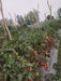 PRECIOUS F1 Hybrid Tomato - Wilt Resistant (Known You Seeds) - Farmers Stop