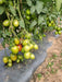 PRECIOUS F1 Hybrid Tomato - Wilt Resistant (Known You Seeds) - Farmers Stop