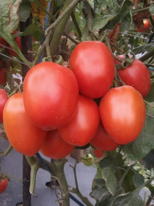PRECIOUS F1 Hybrid Tomato - Wilt Resistant (Known You Seeds) - Farmers Stop