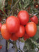 PRECIOUS F1 Hybrid Tomato - Wilt Resistant (Known You Seeds) - Farmers Stop