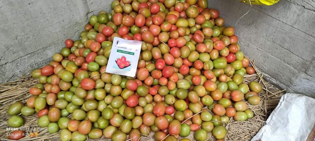 PRECIOUS F1 Hybrid Tomato - Wilt Resistant (Known You Seeds) - Farmers Stop