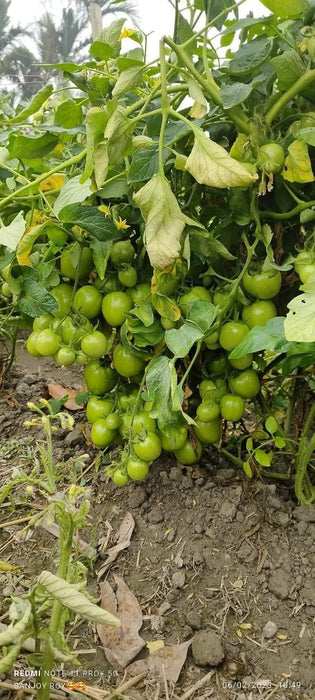 PRECIOUS F1 Hybrid Tomato - Wilt Resistant (Known You Seeds) - Farmers Stop