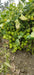 PRECIOUS F1 Hybrid Tomato - Wilt Resistant (Known You Seeds) - Farmers Stop