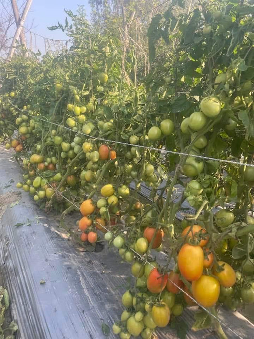 PRECIOUS F1 Hybrid Tomato - Wilt Resistant (Known You Seeds) - Farmers Stop