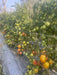PRECIOUS F1 Hybrid Tomato - Wilt Resistant (Known You Seeds) - Farmers Stop