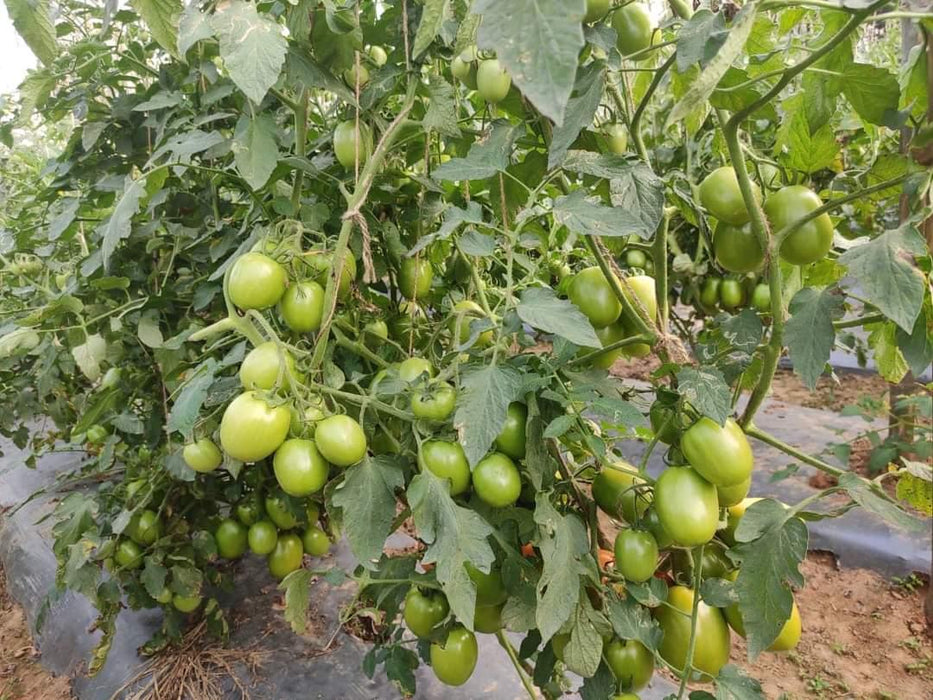 PRECIOUS F1 Hybrid Tomato - Wilt Resistant (Known You Seeds) - Farmers Stop