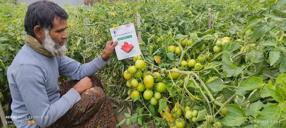 PRECIOUS F1 Hybrid Tomato - Wilt Resistant (Known You Seeds) - Farmers Stop