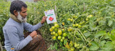 PRECIOUS F1 Hybrid Tomato - Wilt Resistant (Known You Seeds) - Farmers Stop